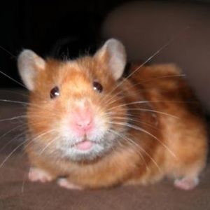 Meet your Posher, Sara